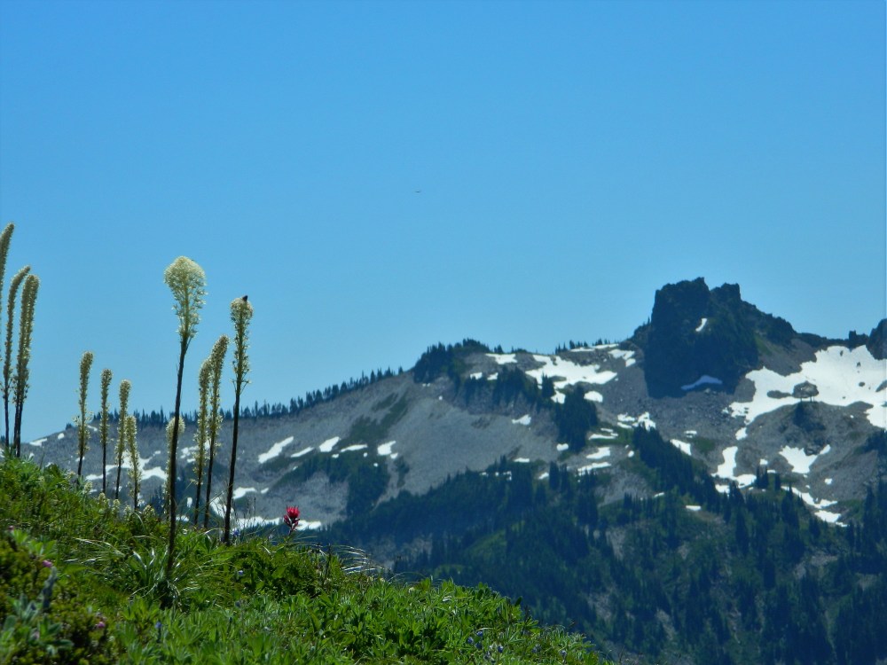 The wildflowers weren't at their peak, but they were still showy.