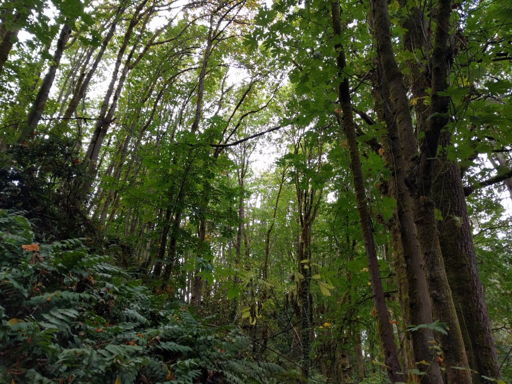 Some of the trees that line the Puget Creek gulch.